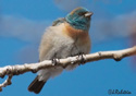 Passerina amoena